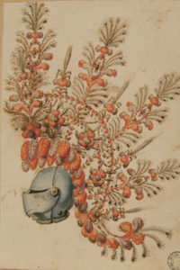 Elmo piumato